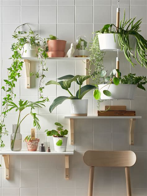 why are ikea plants so cheap